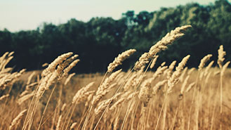 云呼免费网络电话